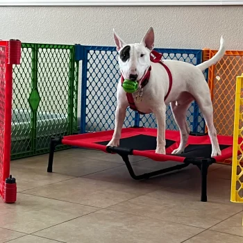 Bull terrier with ball on elevated bed.