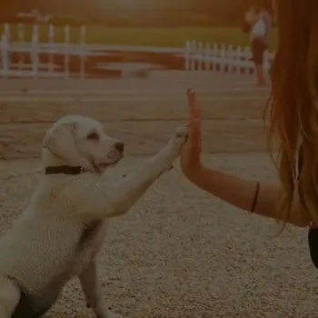 A puppy giving a high five to a person outdoors.